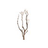 Syringa Branch Extra Lachner
