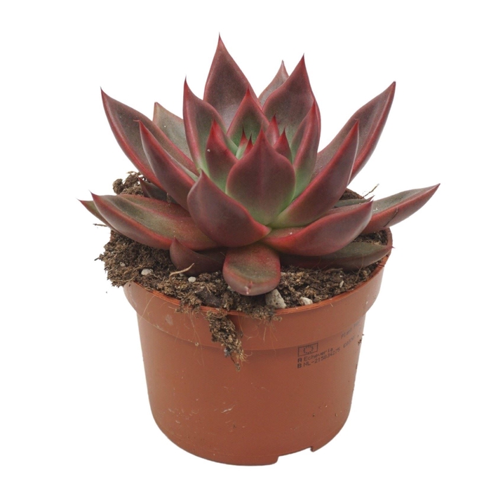 <h4>Echeveria   ...</h4>