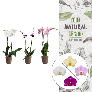 Your Natural Orchid | mix in Terima Kasih | Phal. 2 spike