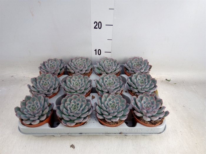 <h4>Echeveria  'Hercules'</h4>