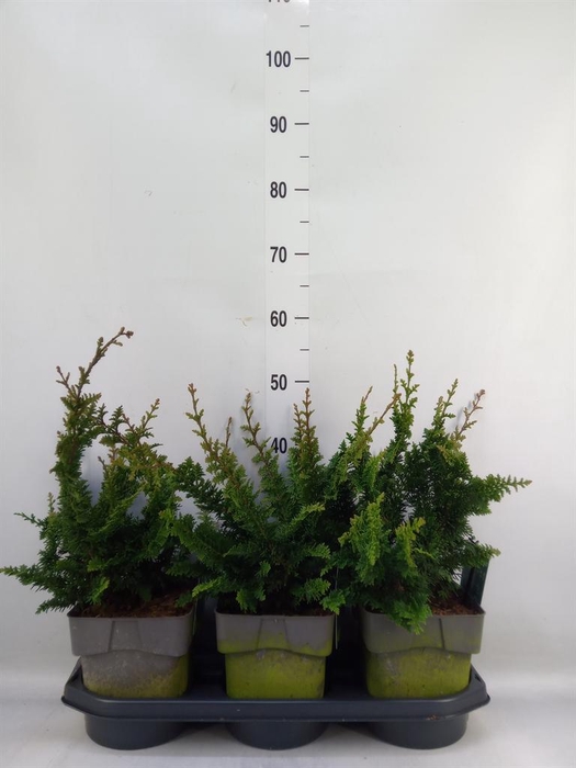 <h4>Chamaecyparis obt.</h4>