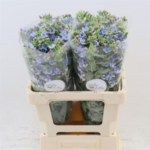 Oxypetalum Tanioka Pure Blue