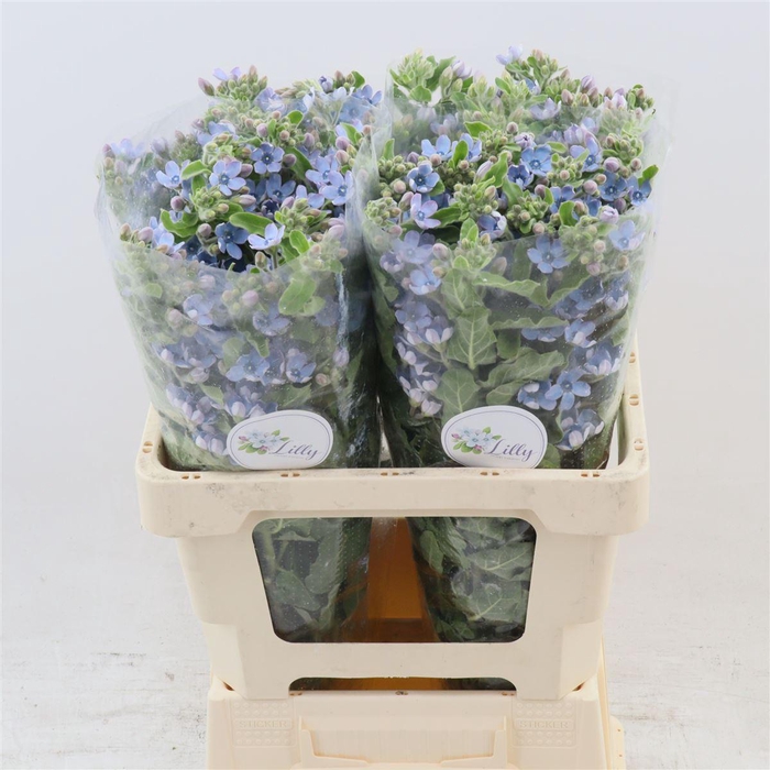 <h4>Oxypetalum Tanioka Pure Blue</h4>