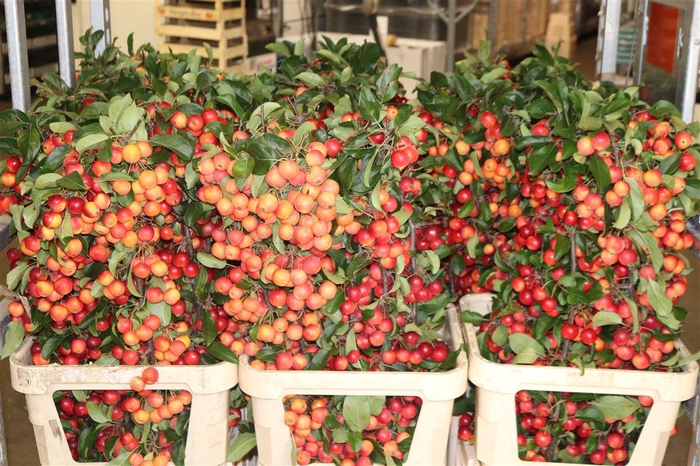 Malusappel Red Sentinel