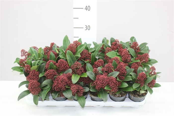 <h4>Skimmia Jap. Rubella 2+</h4>