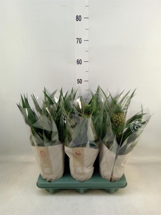 <h4>Ananas  'Mi Amigo'</h4>