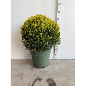 BUXU SEMPERVIRENS