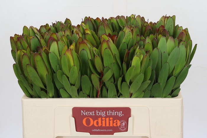 <h4>Leucadendron Goldstrike</h4>