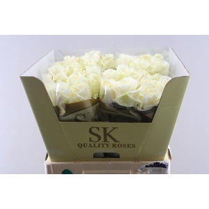 R Gr Avalanche+ L60 (sk)