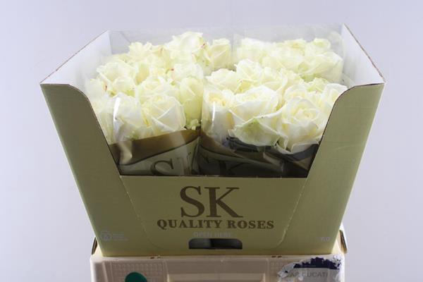 <h4>R Gr Avalanche+ L60 (sk)</h4>