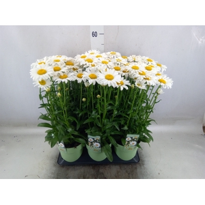Leucanthemum maximum