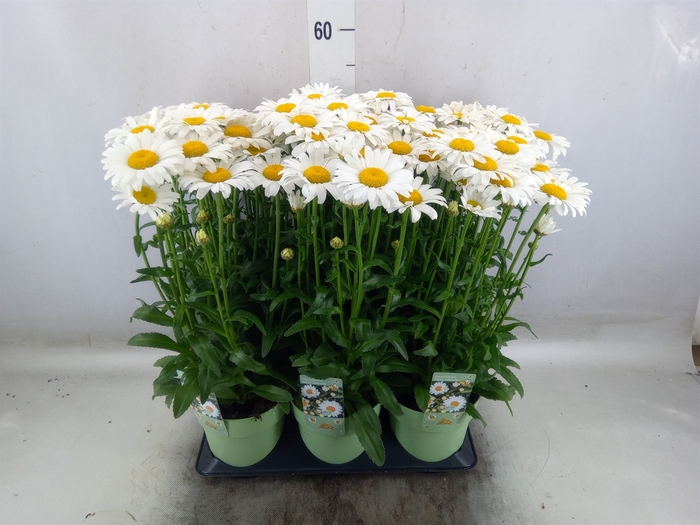 <h4>Leucanthemum maximum</h4>