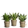 Sansevieria Hahnii Collection
