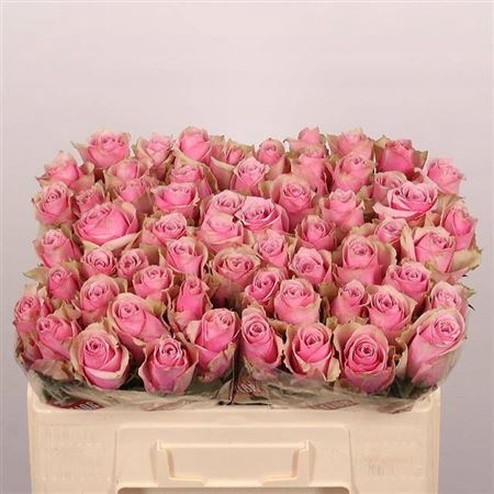 <h4>Rosa a grande fleur Athena Royale</h4>