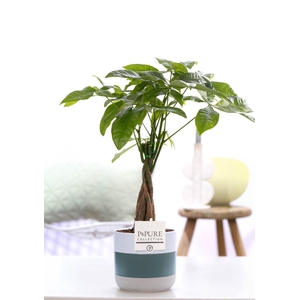 Pachira Aquatica in P&PURE Lauren ceramics