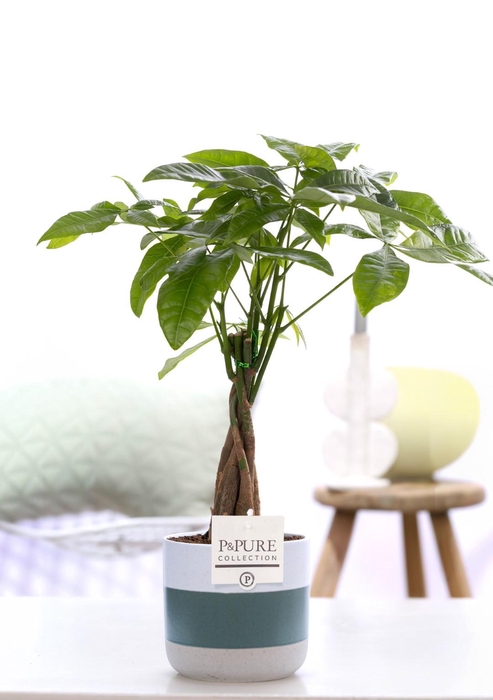 <h4>Pachira Aquatica in P&PURE Lauren ceramics</h4>