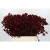 Anigozanthos Bush Ruby