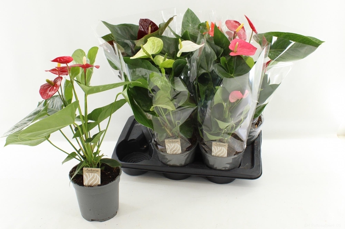 <h4>ANTHU AN GEM 4 KL</h4>