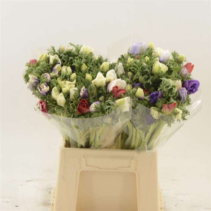 <h4>Anemone Rainbow</h4>