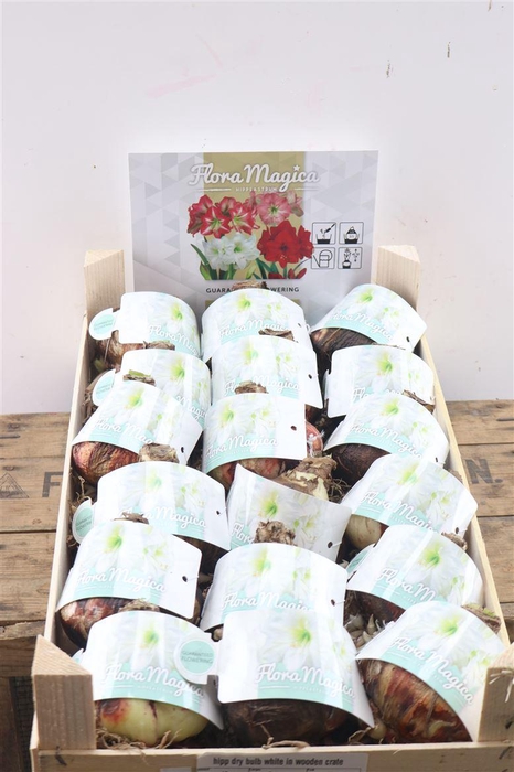 Bolbloem Hipp White Extra