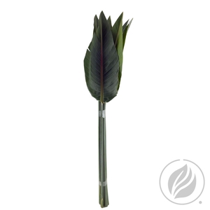 Strelitziablad 100cm