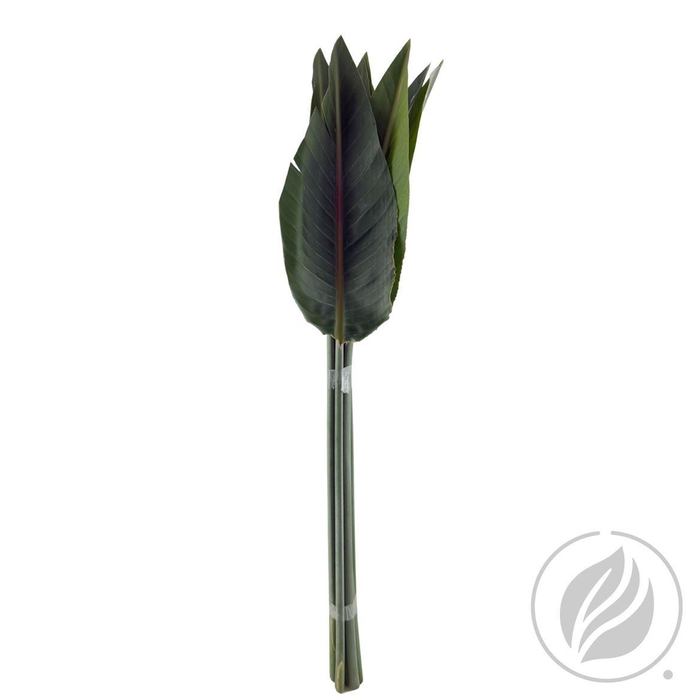 <h4>Strelitziablad 100cm</h4>