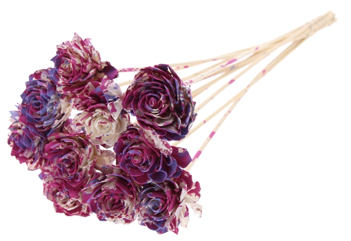 Shola Dahlia 6cm on stem Multicolour Cerise/Milka