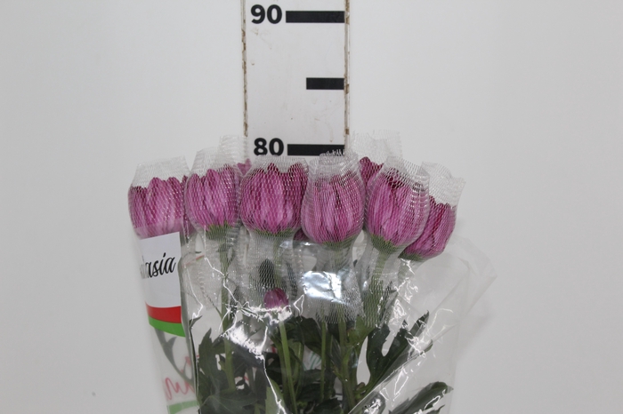 <h4>ANASTASIA LOTSO 080 CM</h4>