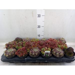 Sempervivum   ...