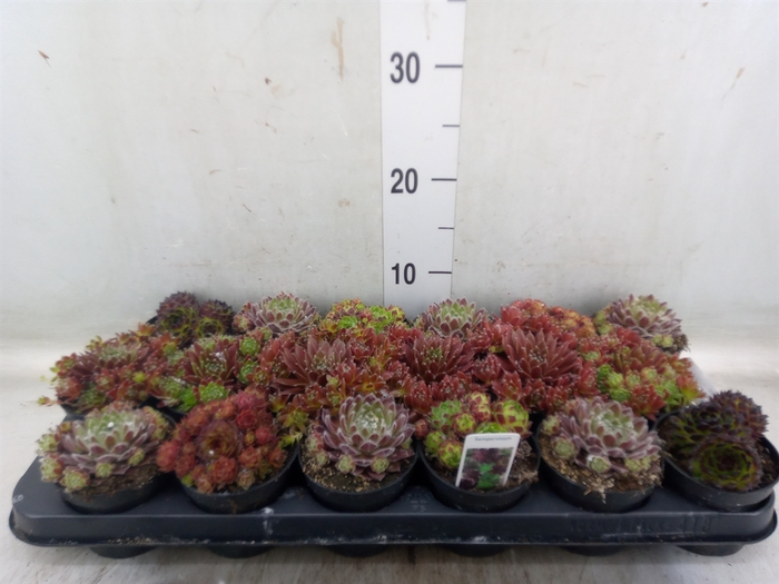 <h4>Sempervivum   ...</h4>