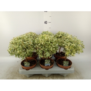 Myrtus communis 'Variegata'