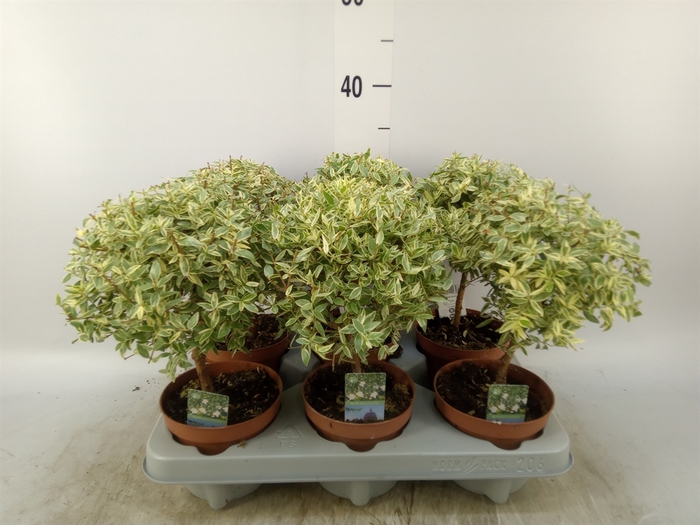 <h4>Myrtus communis 'Variegata'</h4>