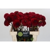 Dahlia Red Jill