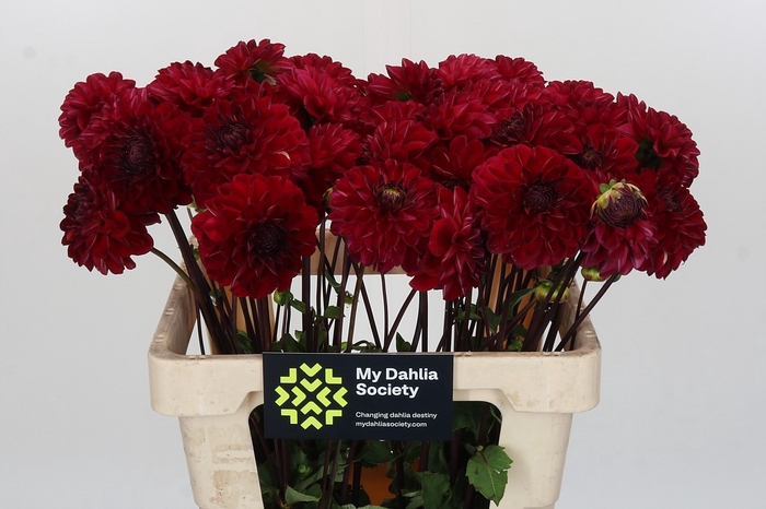 Dahlia Red Jill