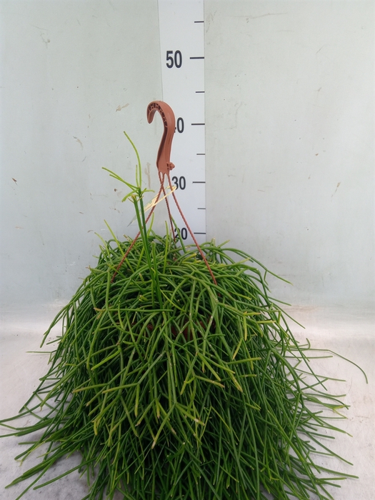 <h4>Rhipsalis   ...</h4>