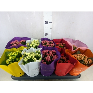Kalanchoe blos.   ..rosebud rs fl 5