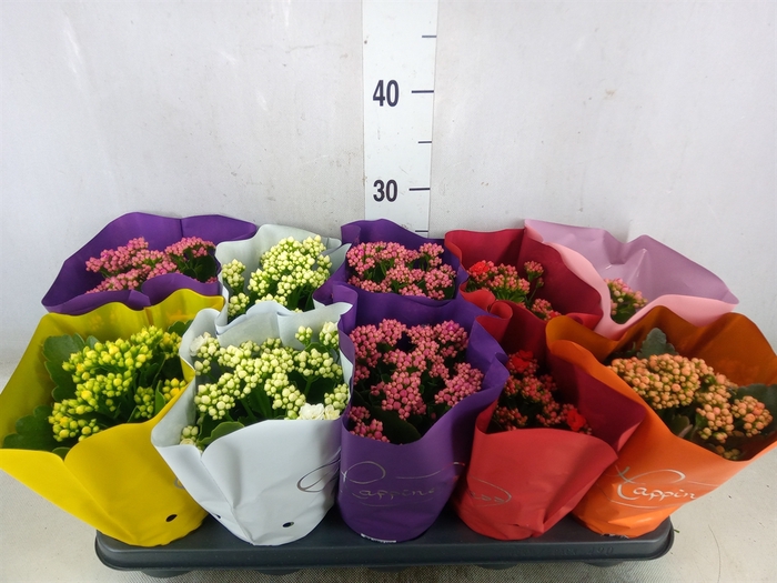 <h4>Kalanchoe blos.   ..rosebud rs fl 5</h4>