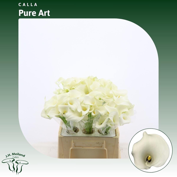<h4>Calla Pure Art</h4>