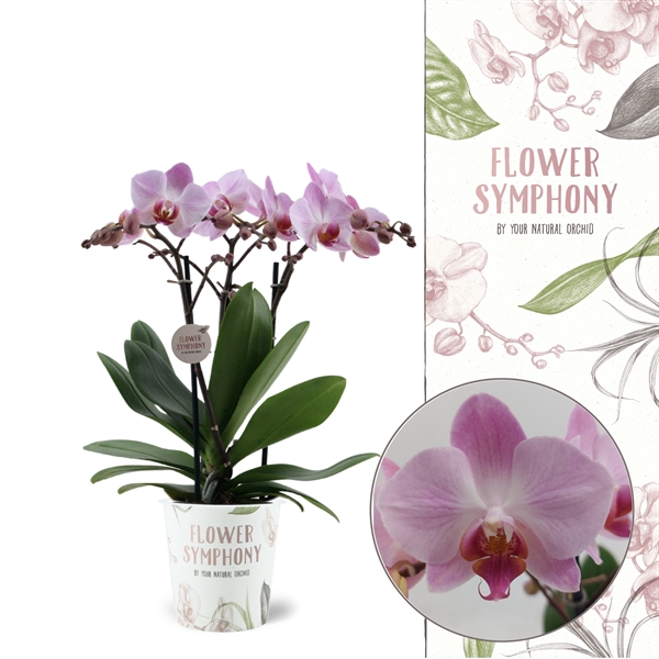 <h4>Flower Symphony | Antwerp | Phalaenopsis 3 spike</h4>