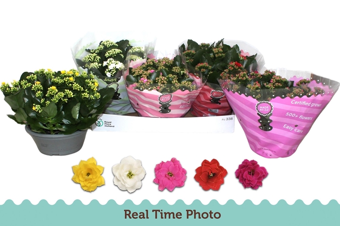 <h4>KAL GE GEM 5 KL</h4>