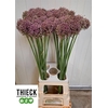 Allium Hairy Friend
