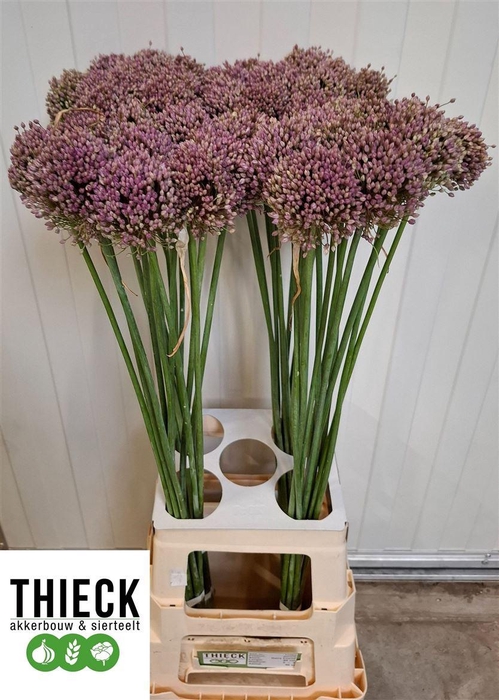 Allium Hairy Friend