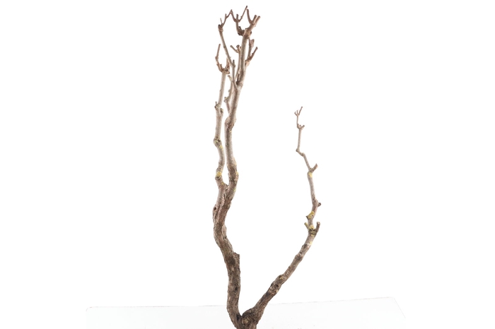 <h4>Syringa Branch Extra Lannoy</h4>