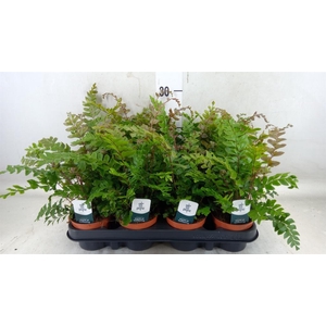 Didymochlaena truncatula