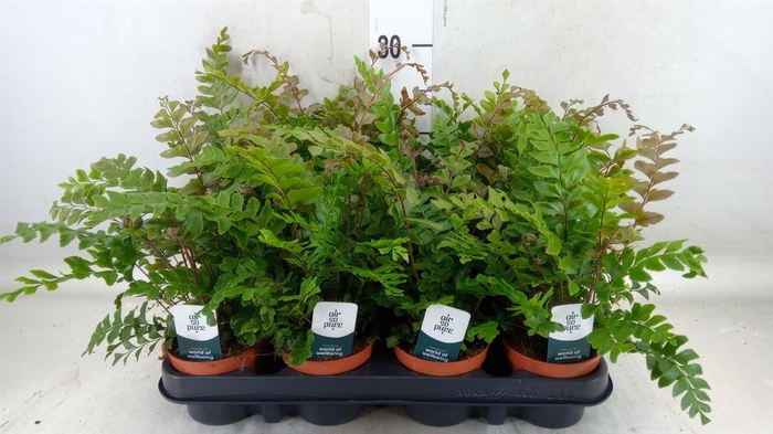 <h4>Didymochlaena truncatula</h4>