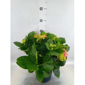 Hydrangea mac. 'Early'