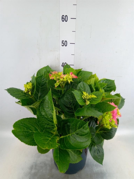 <h4>Hydrangea mac. 'Early'</h4>