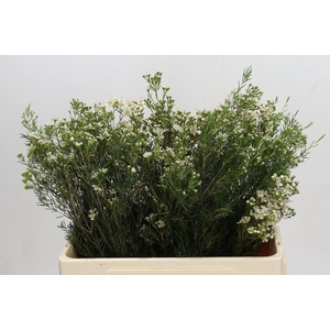 Chamelaucium Jupiter Moon