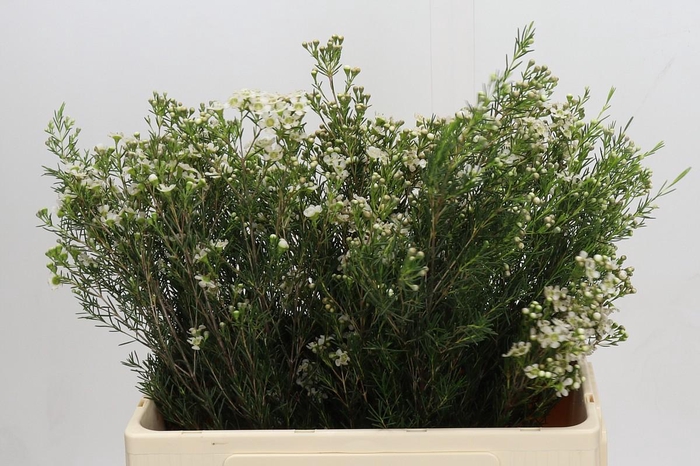 <h4>Chamelaucium Jupiter Moon</h4>