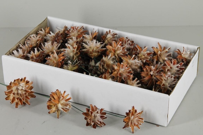 <h4>Wire Plumosum Natural</h4>